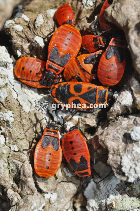 Pyrrhocores (Pyrrhocoris apterus) - gryphea.com